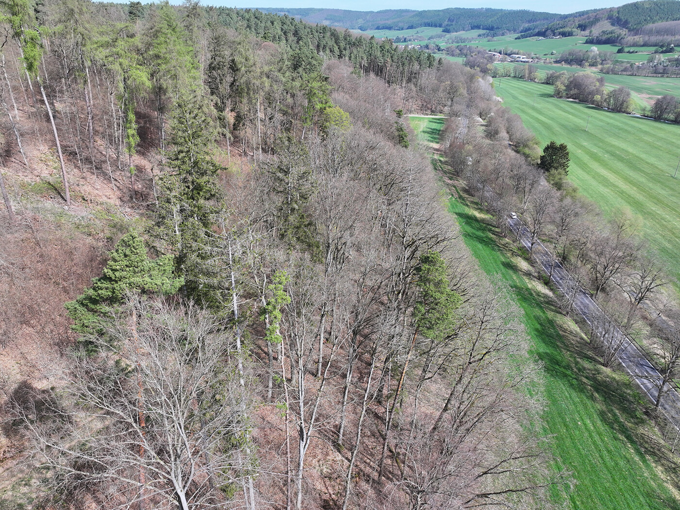 Blick auf die Kronen