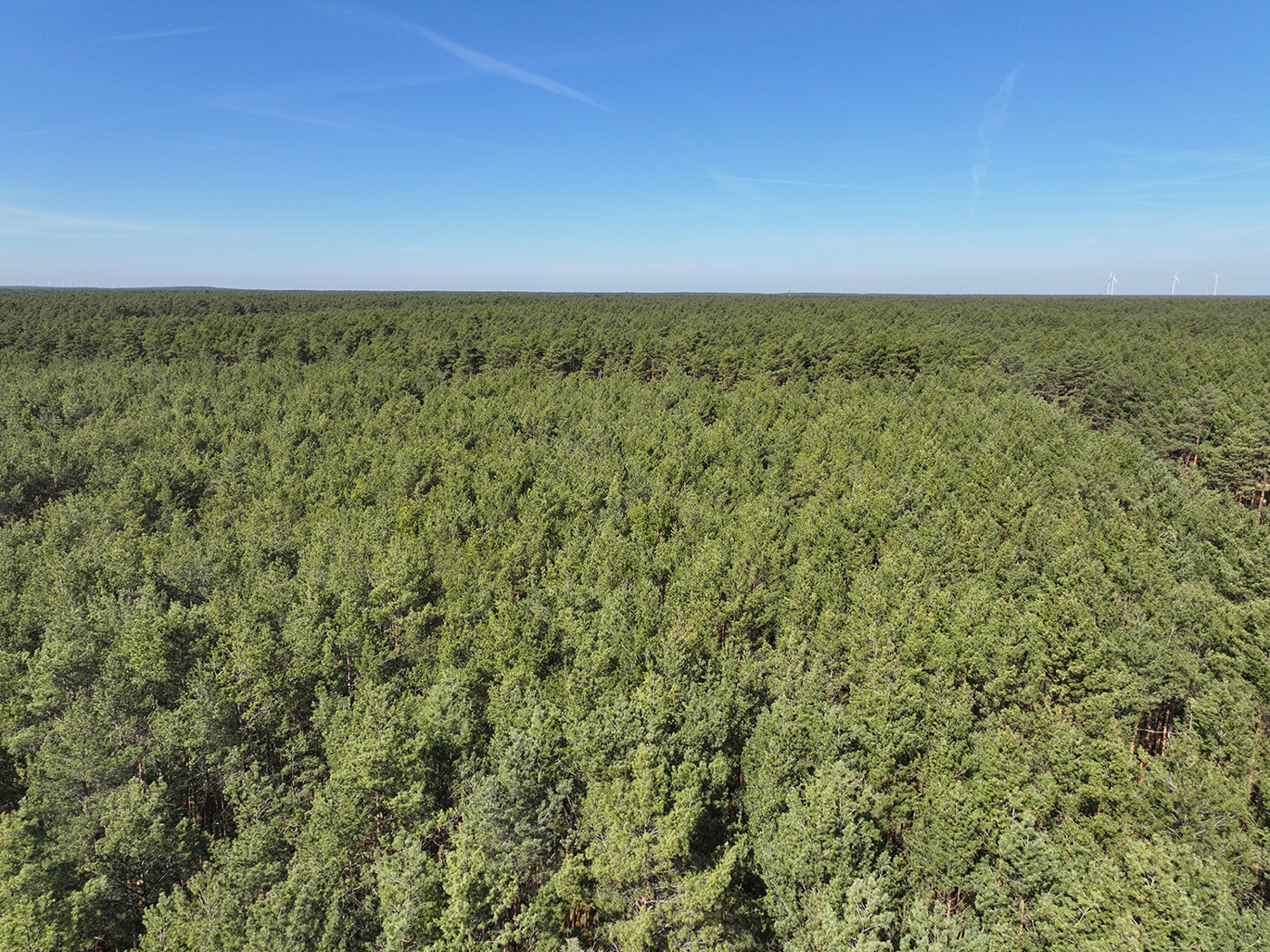 Blick über die Kiefernkronen