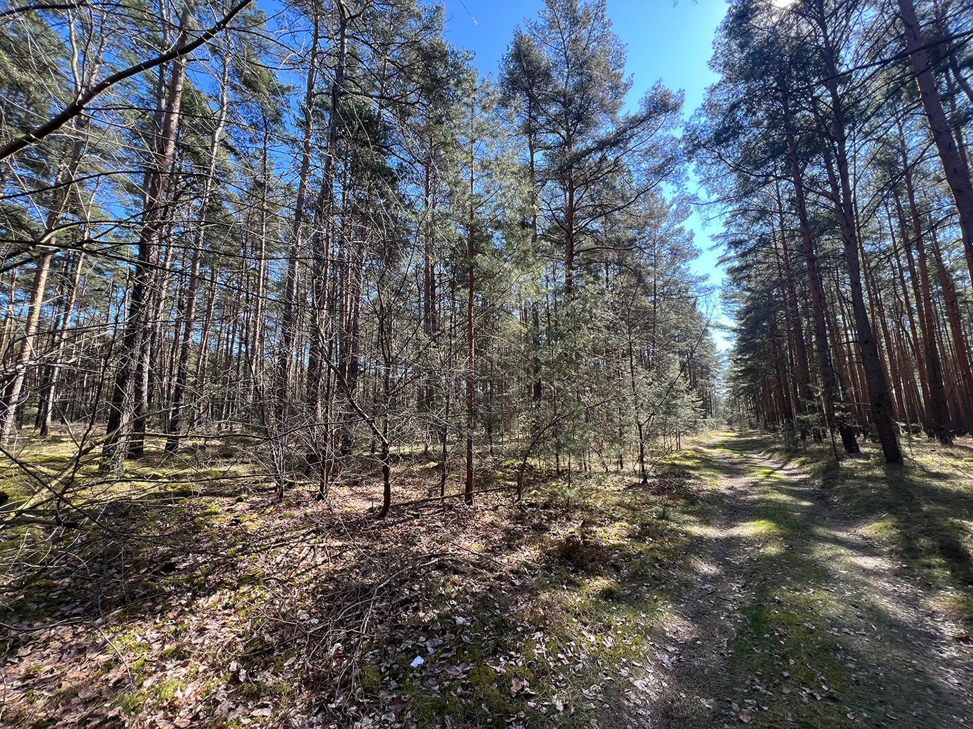 Nachwuchs + Waldweg