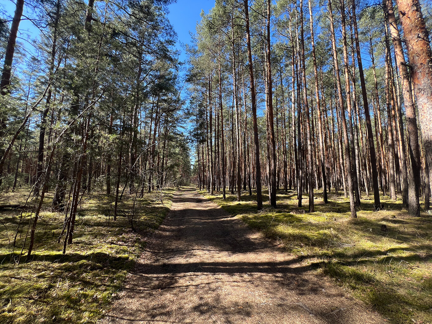 Blick vom Waldweg