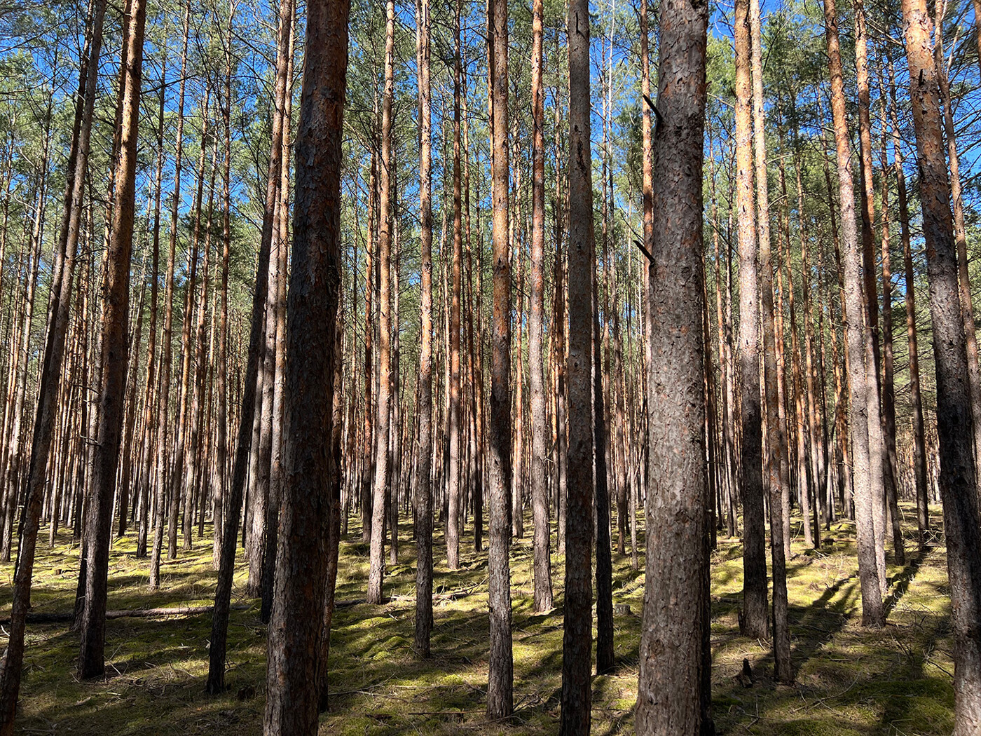 Blick in den Wald