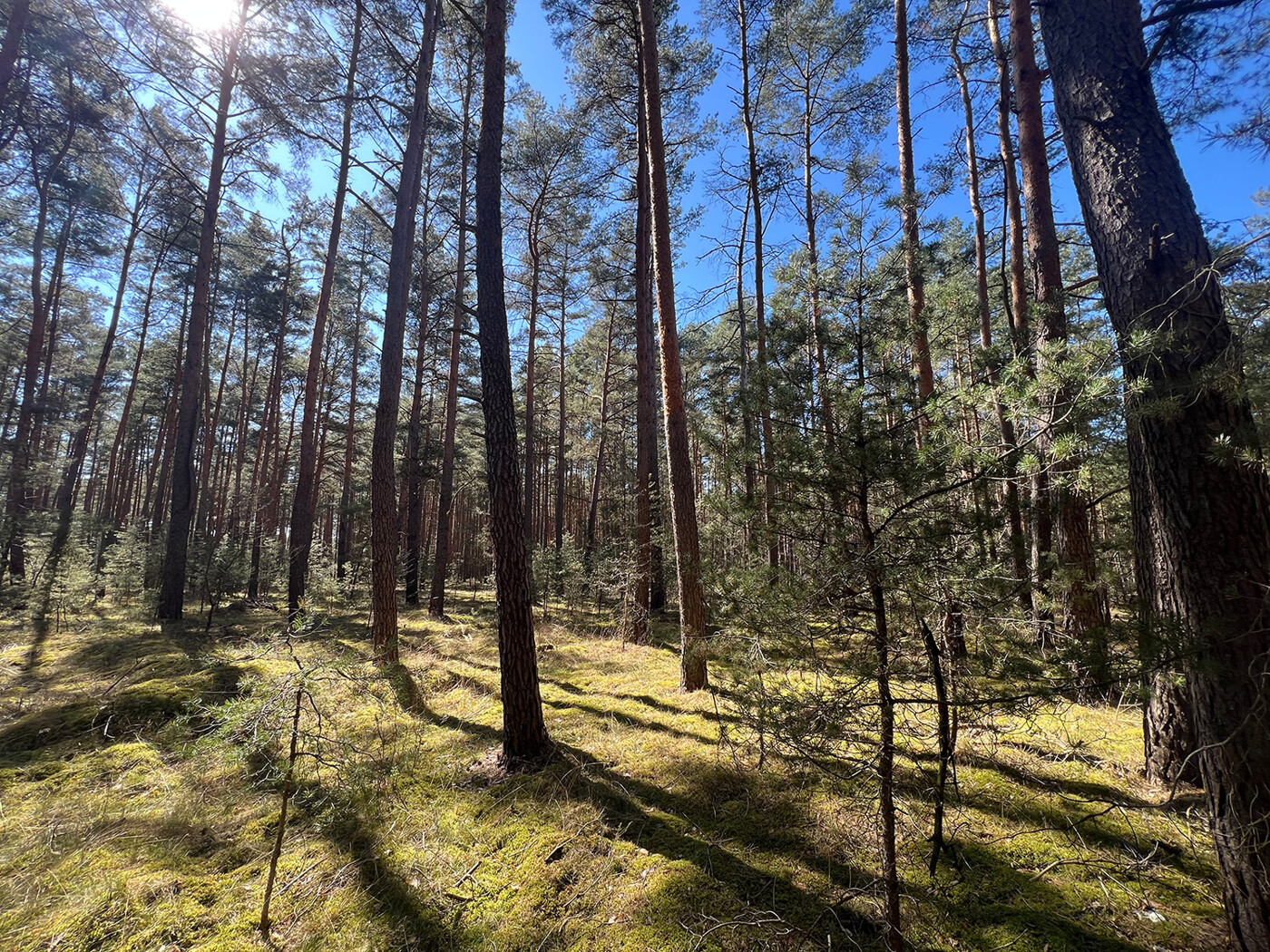 Blick in den Wald