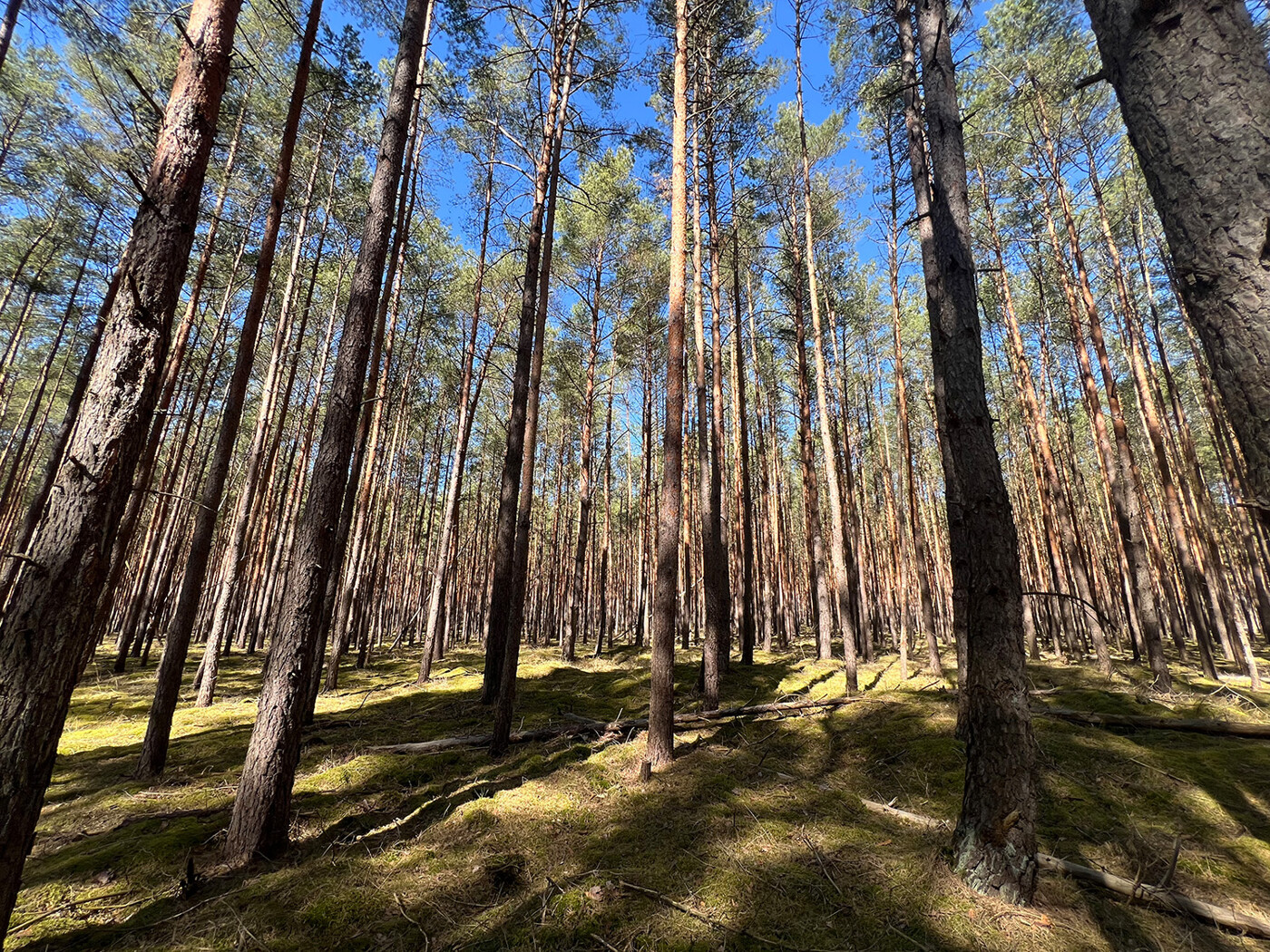 Blick in den Wald