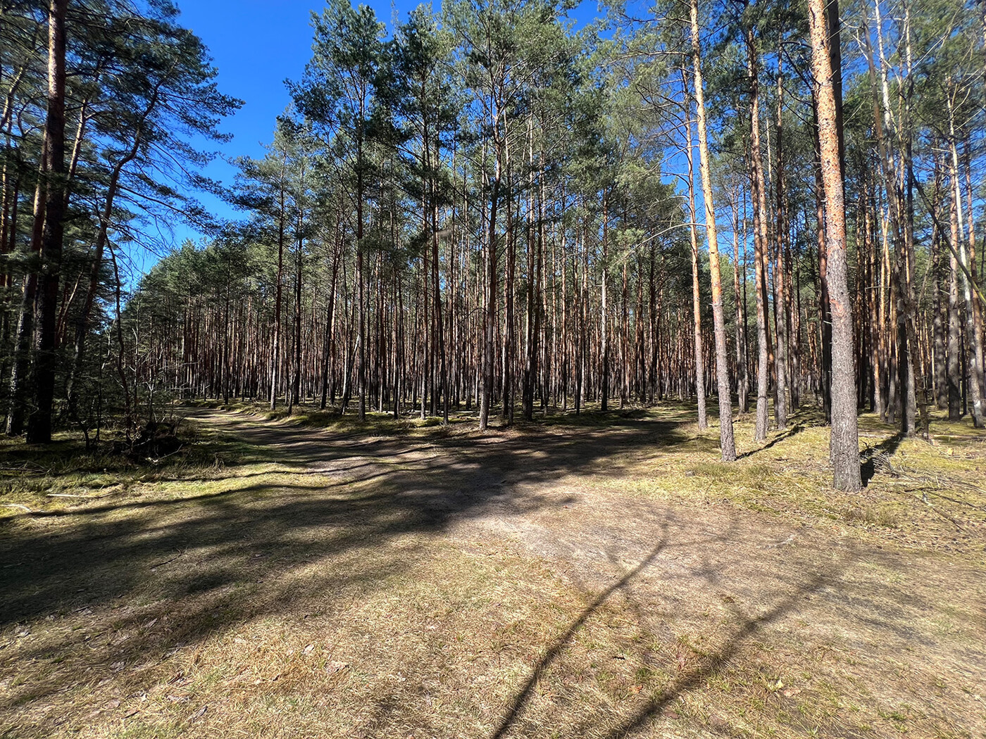 Waldweg + Blick in den Wald