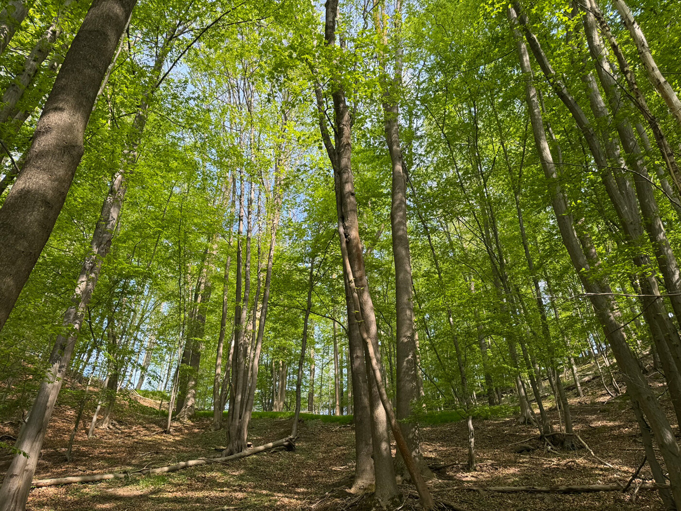 Blick in den Wald