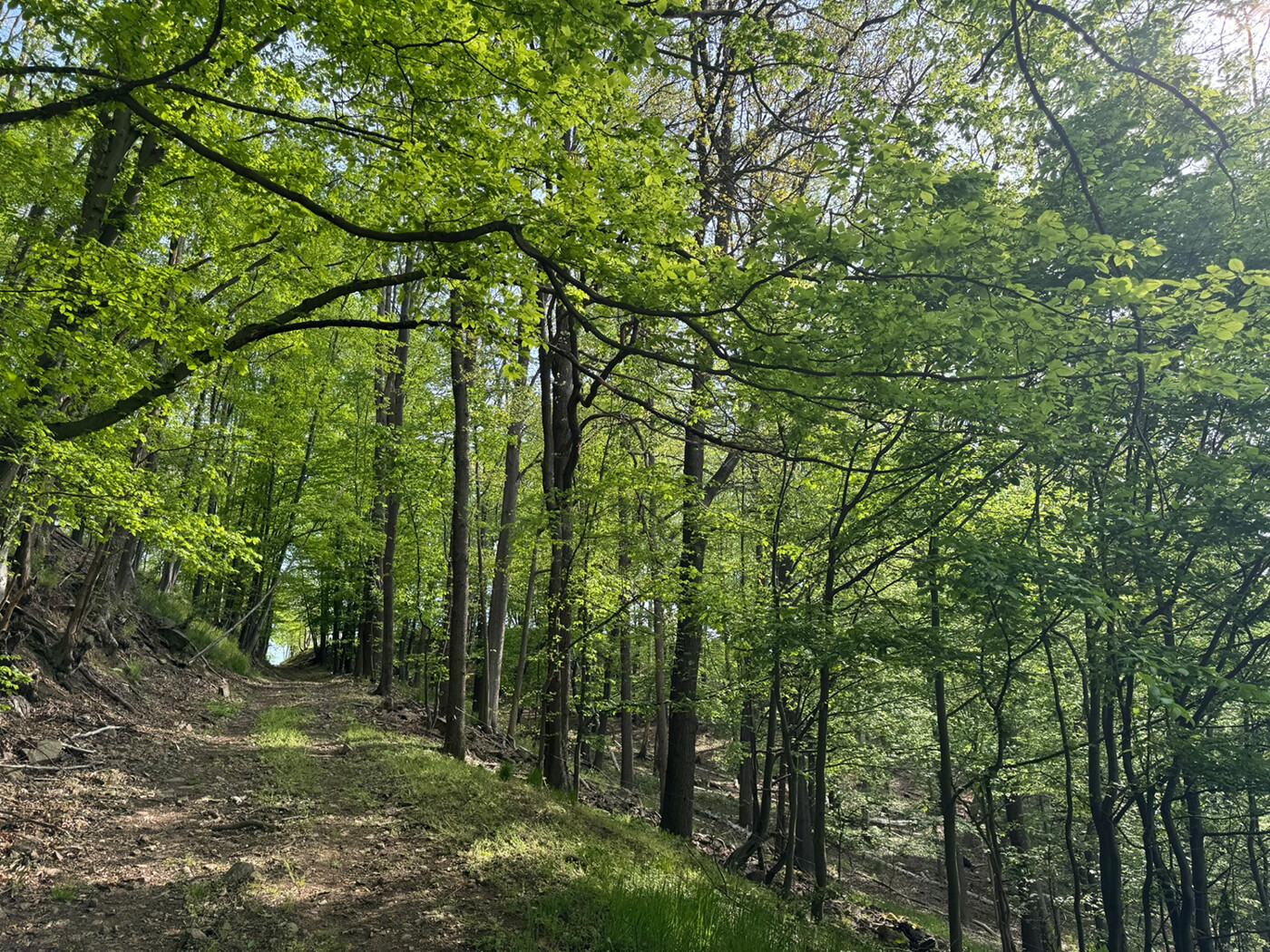 Blick vom Waldweg
