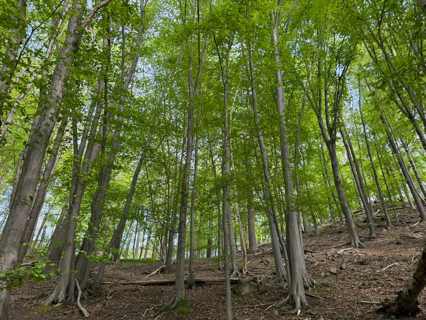 Blick in den Wald