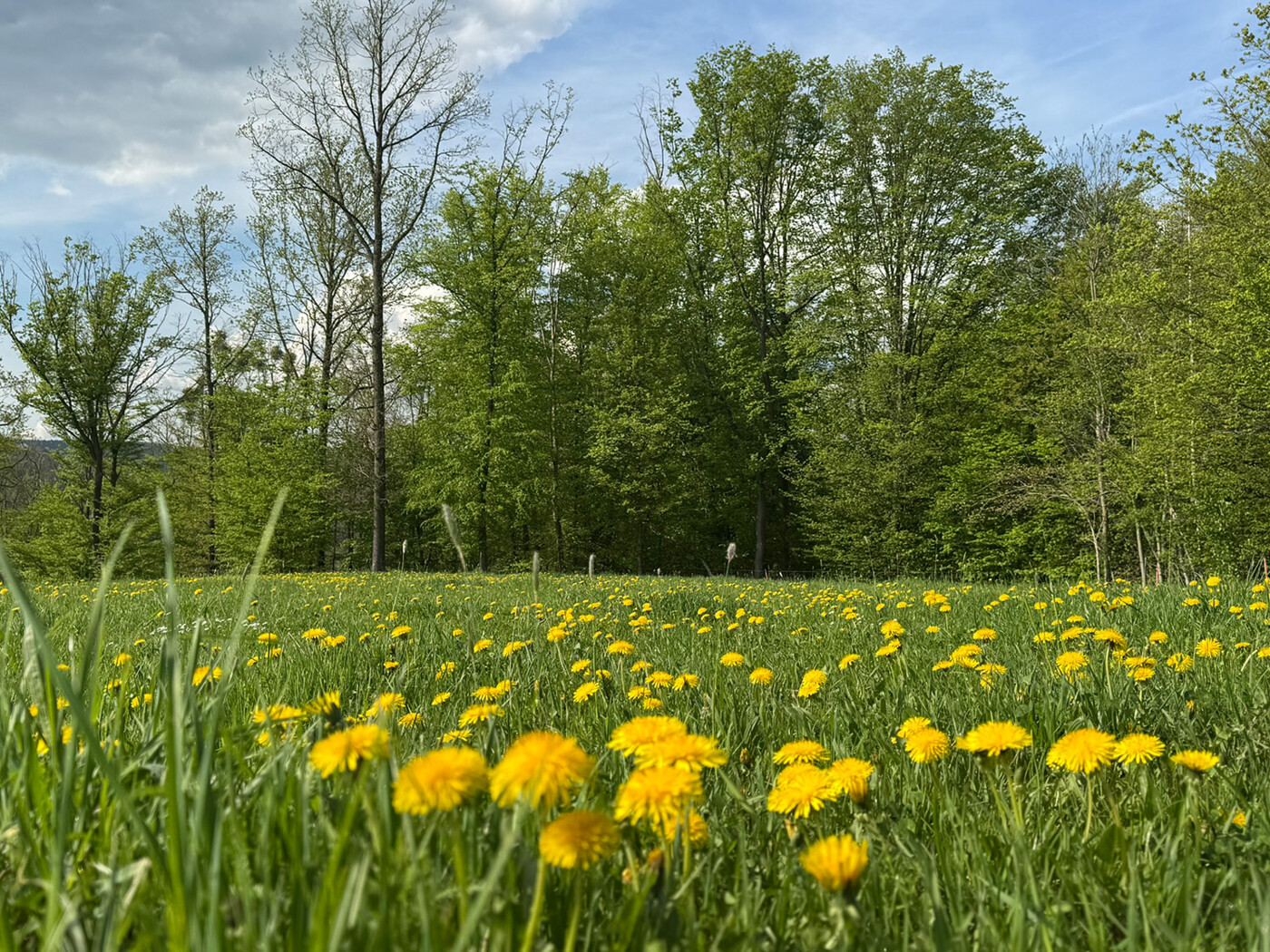 Blick über die Wiese