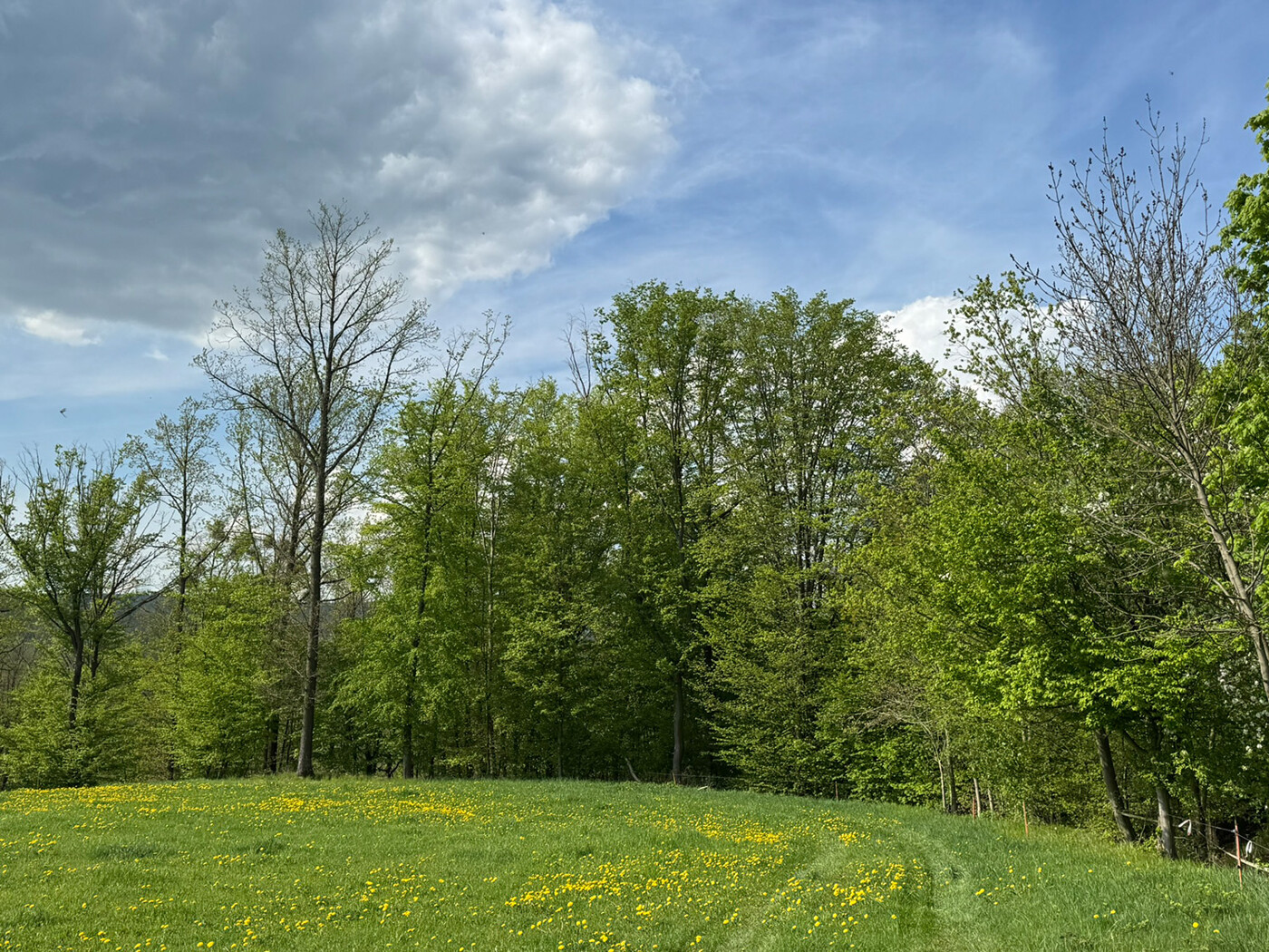 Blick auf die Flurgrenze im Osten