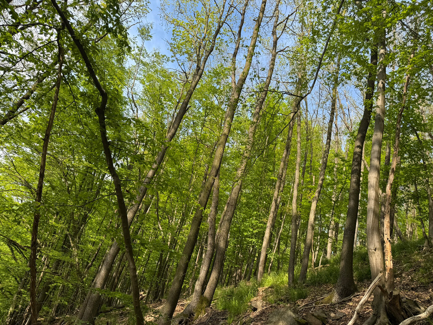 Blick in den Wald
