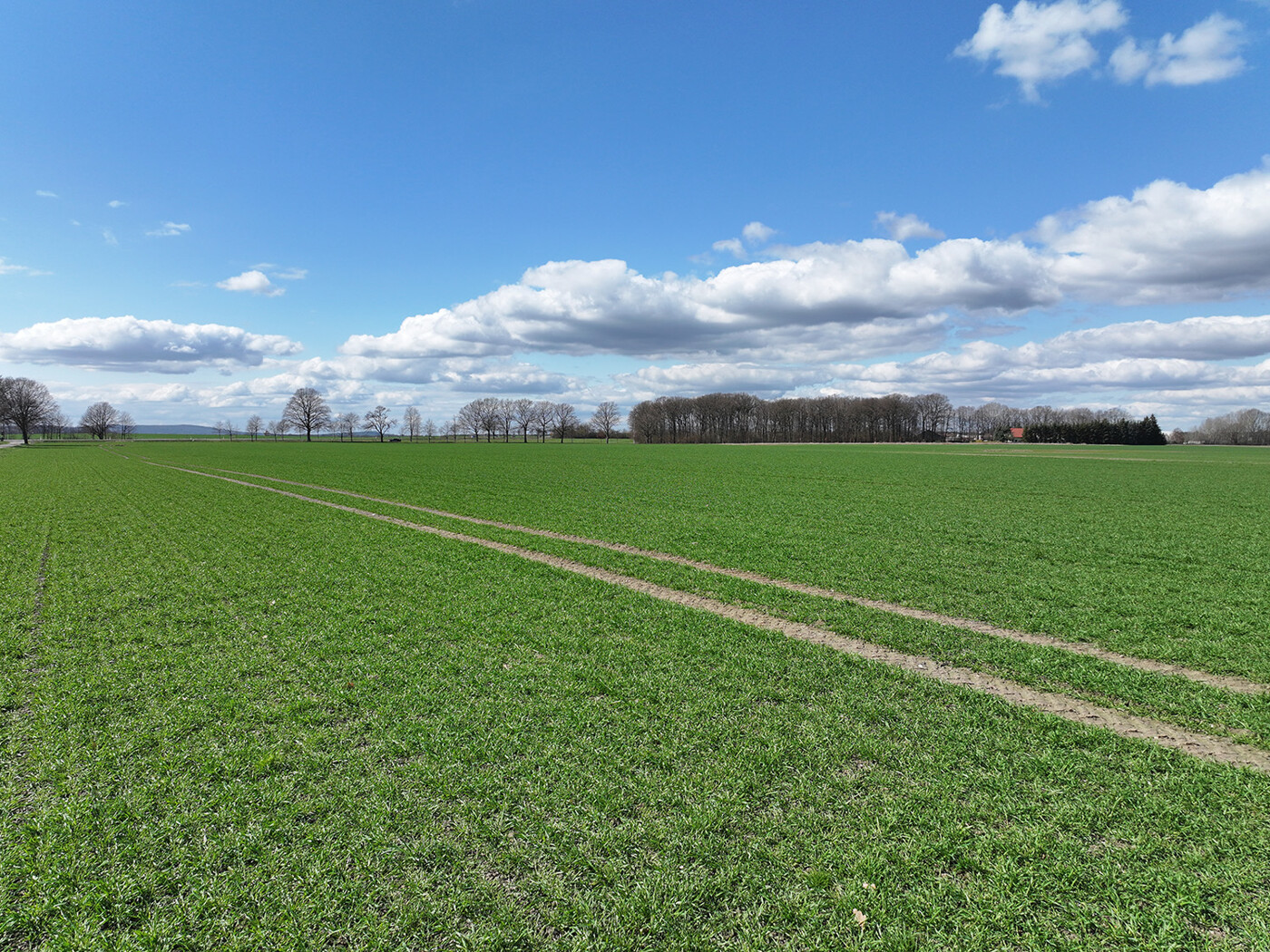 Blick über den Acker (3)