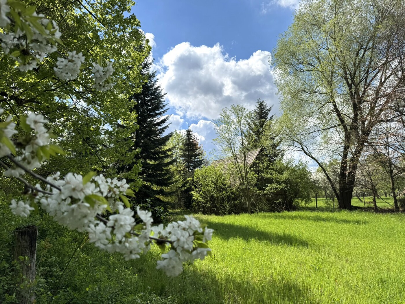 Wiesenbereich