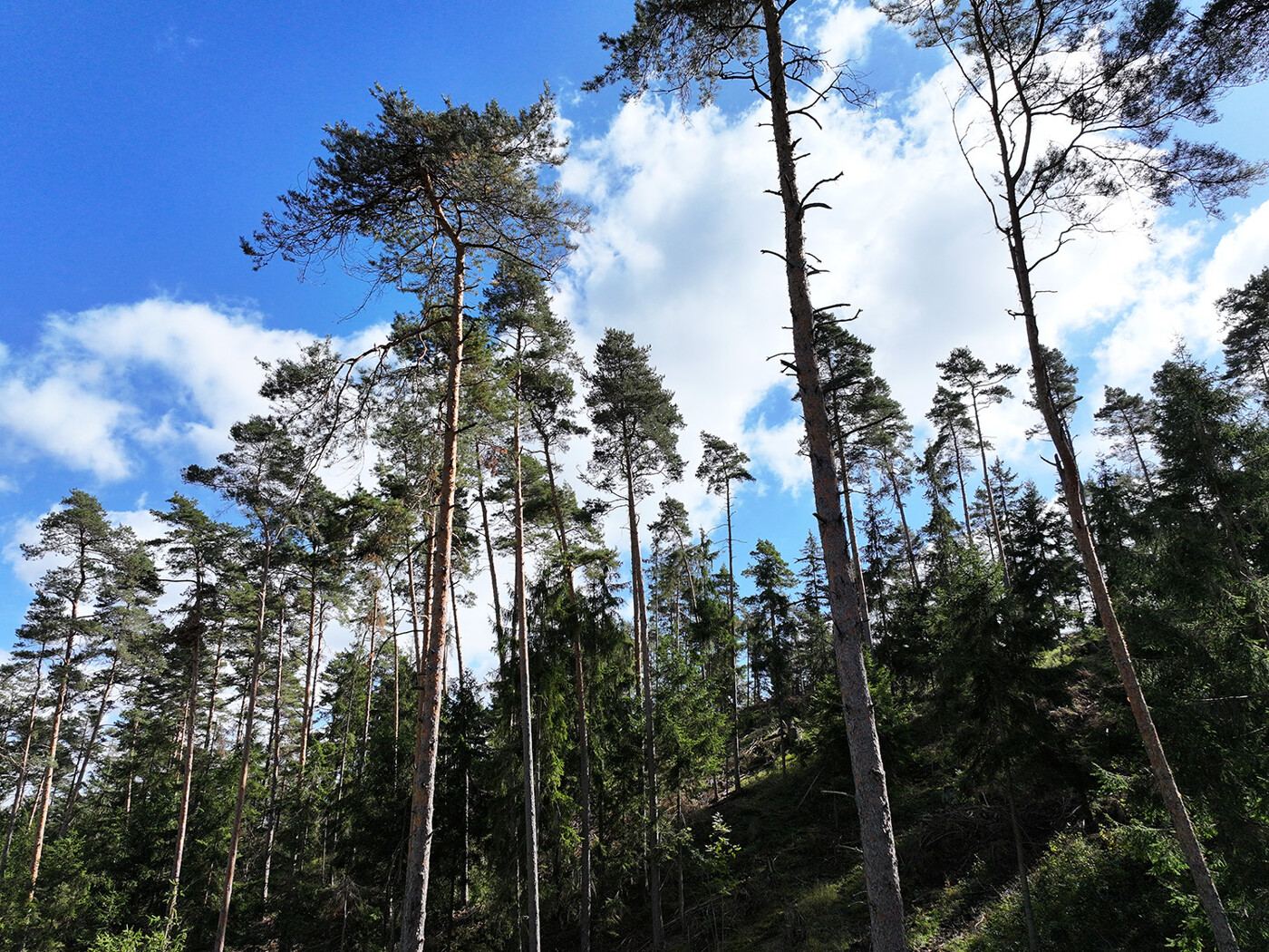 Blick auf die Baumkronen