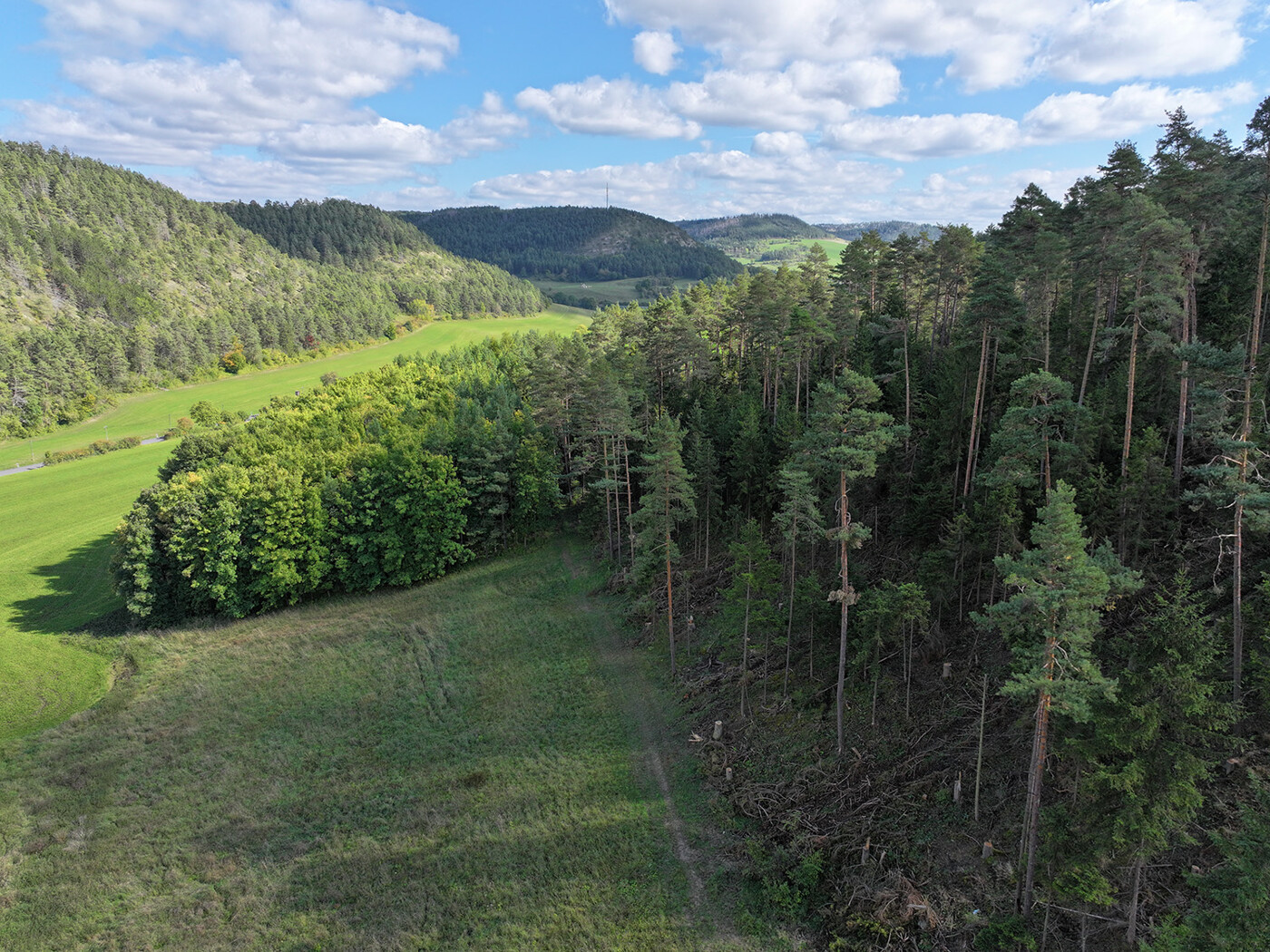 Blick auf Wald und Wiese
