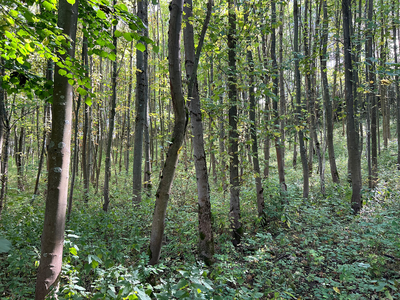 Blick in den Laubwald