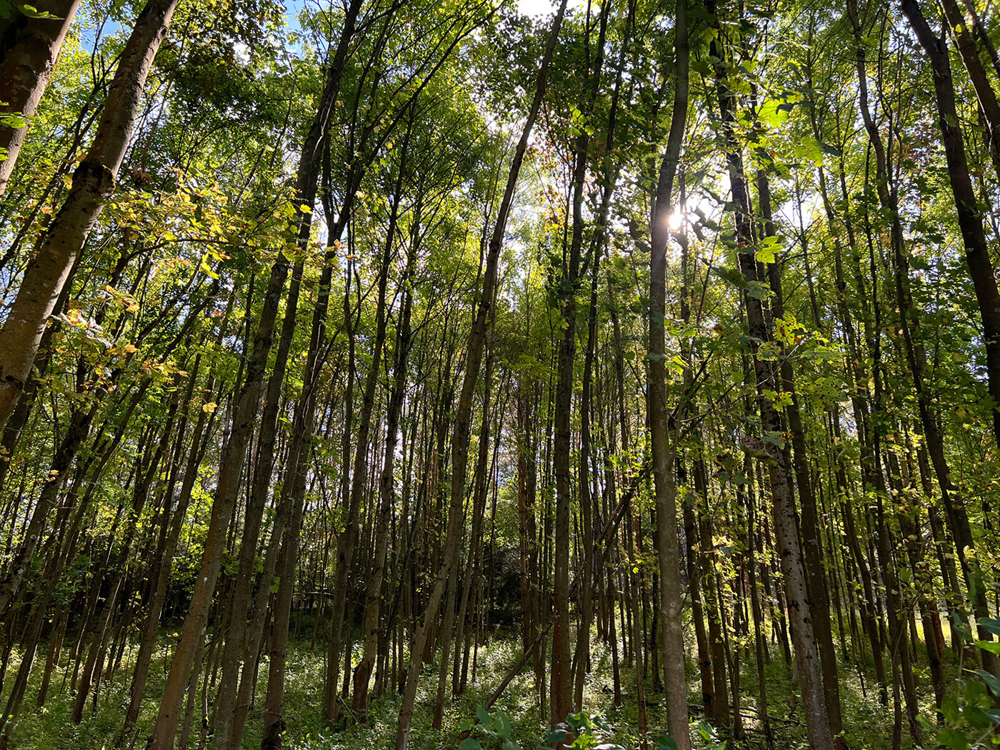Blick in den Laubwald