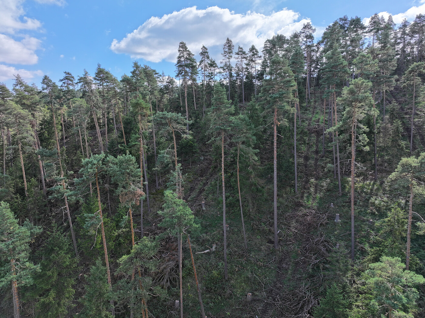 Blick in den Nadelwald