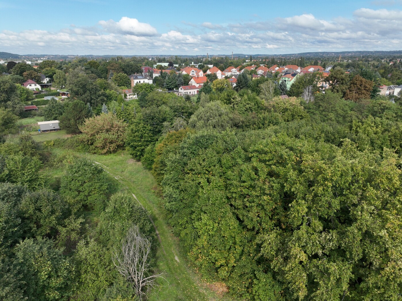 Blick in die Baumkronen