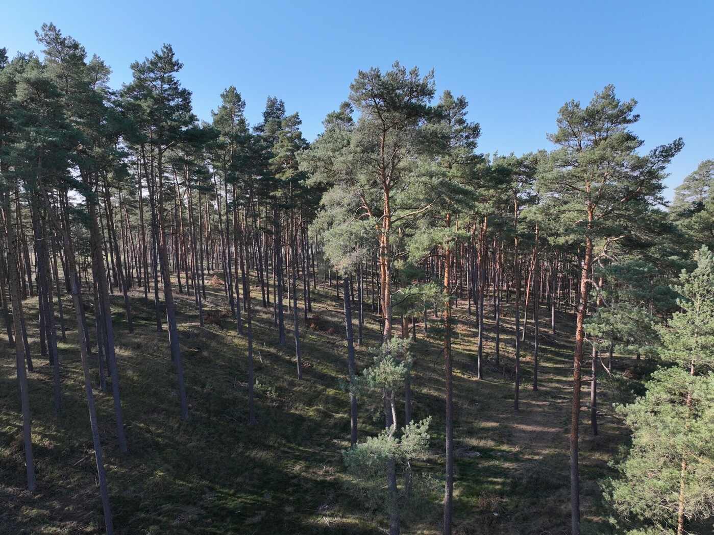 Blick in die Baumkronen