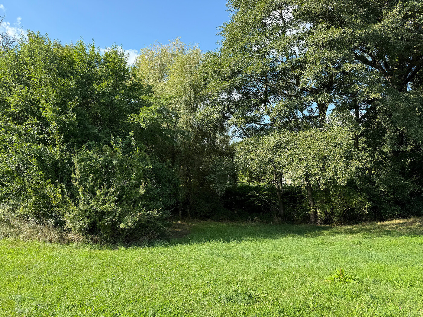 Baumbestand / Flurstücksgrenze