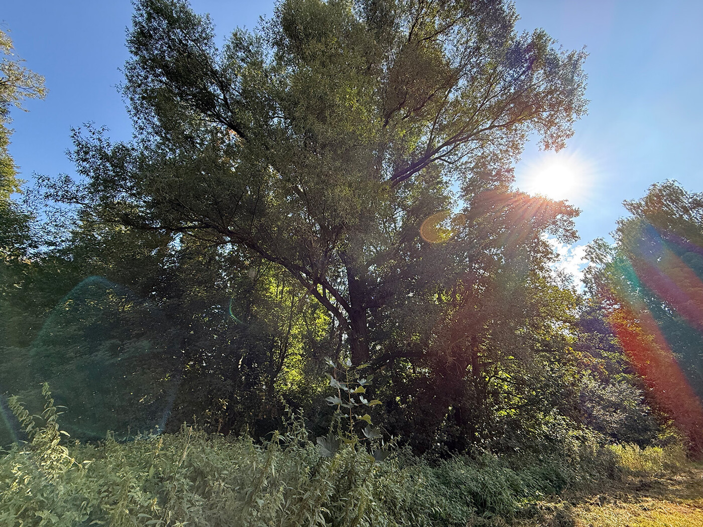 Flurstücksgrenze Fl.St. 448