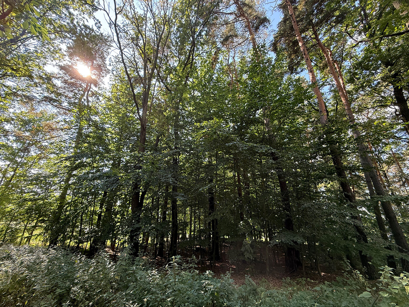 Blick durch den Wald