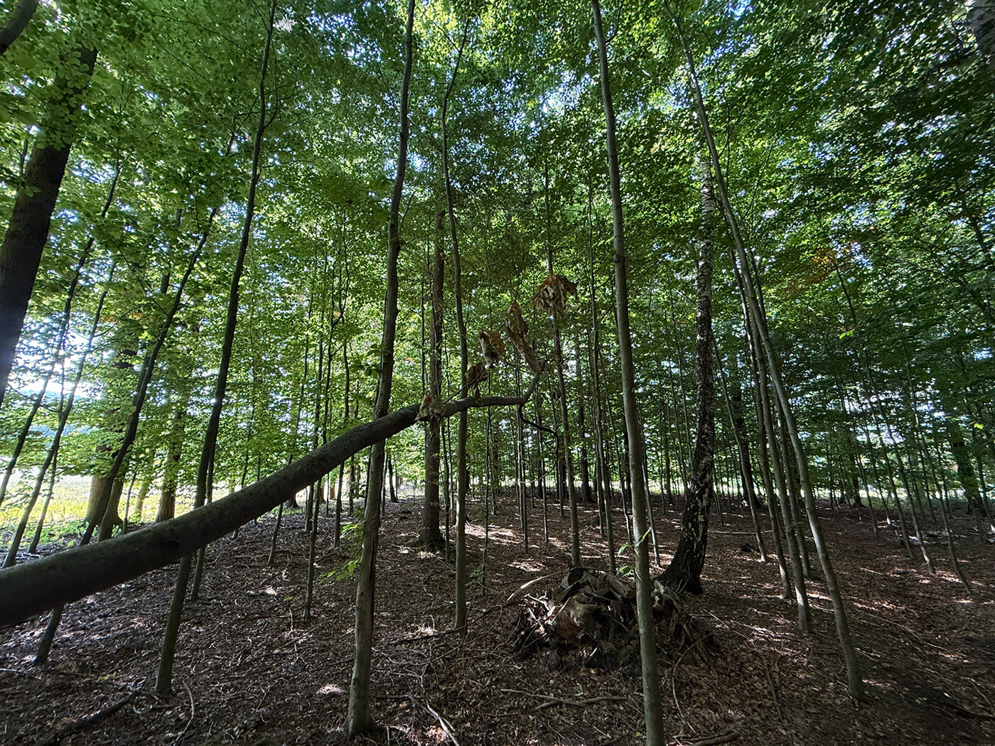 nachwachsender Bestand