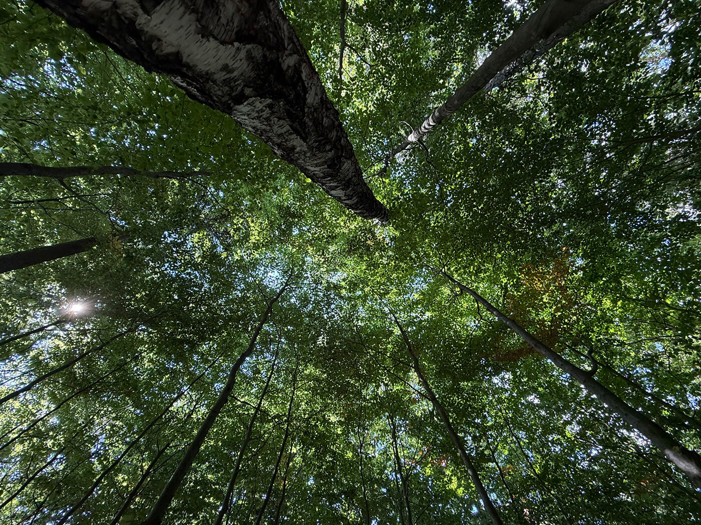 Blick in die Baumkronen