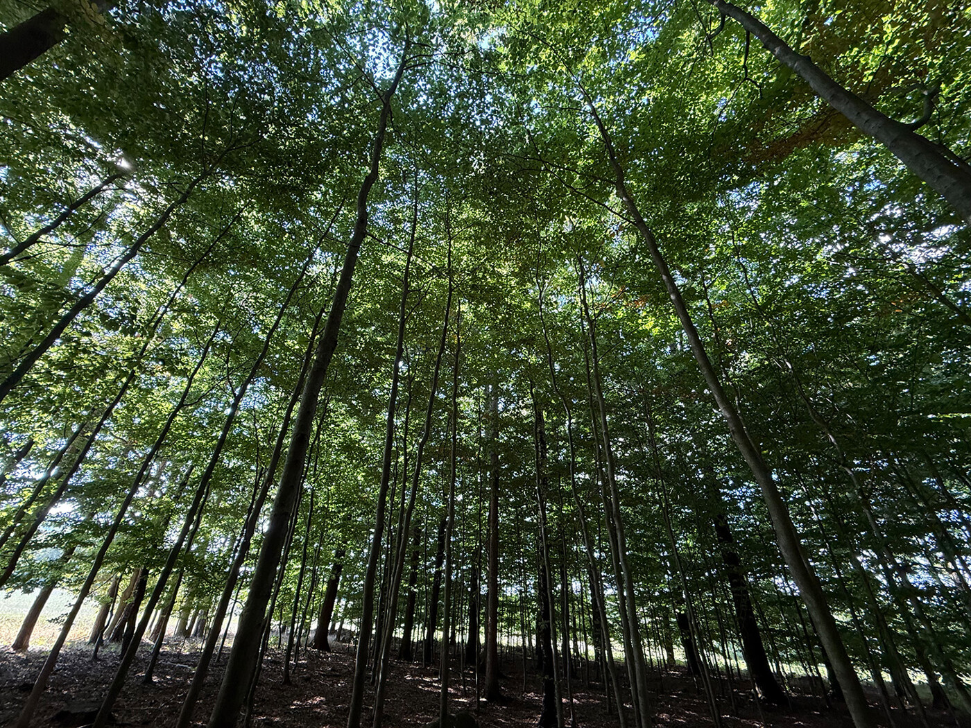 nachwachsender Bestand