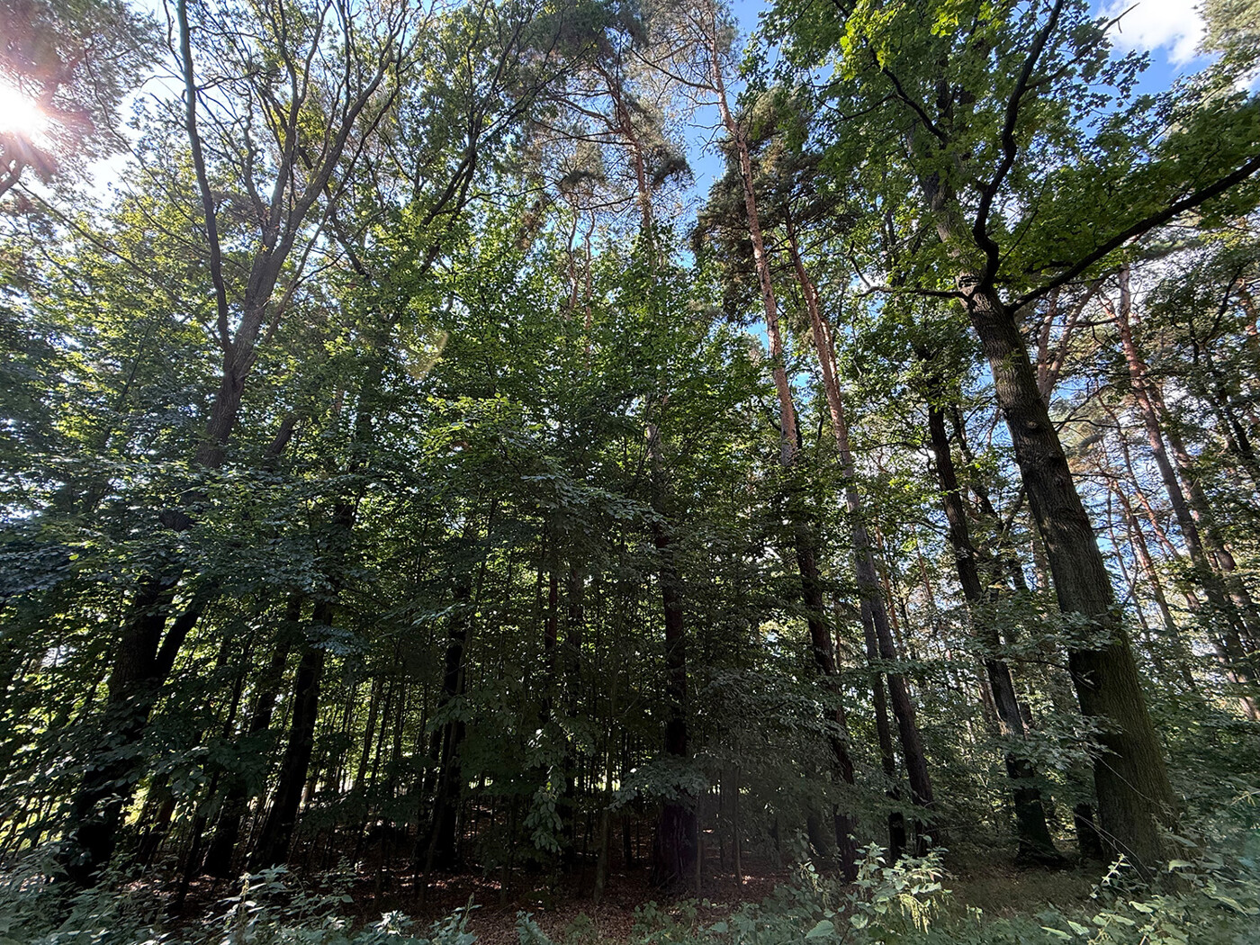 Blick durch den Wald