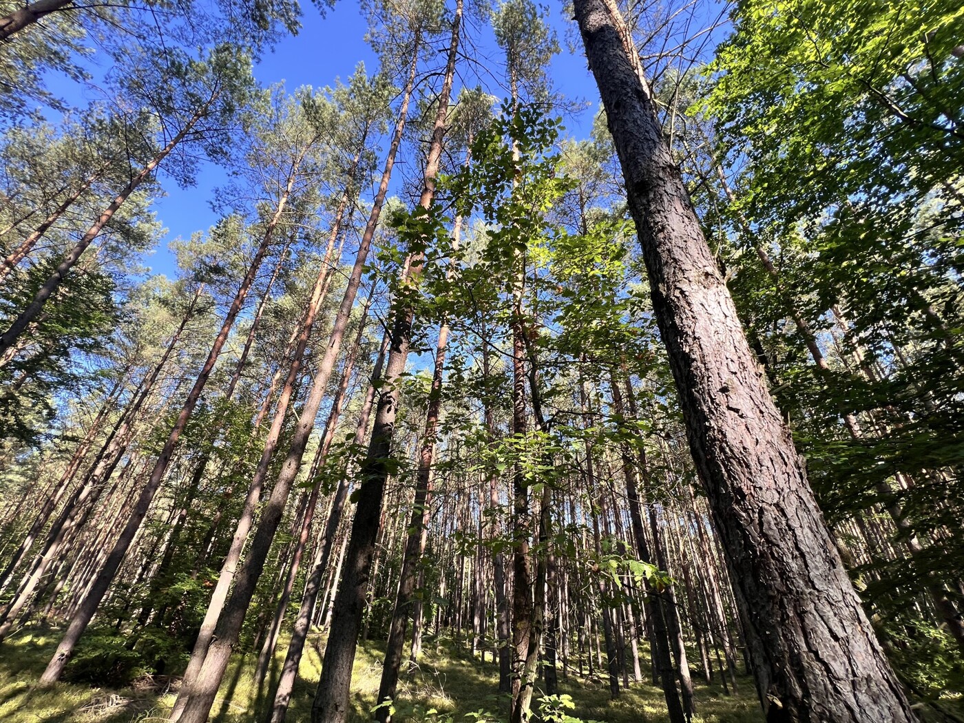 Blick in die Baumkronen