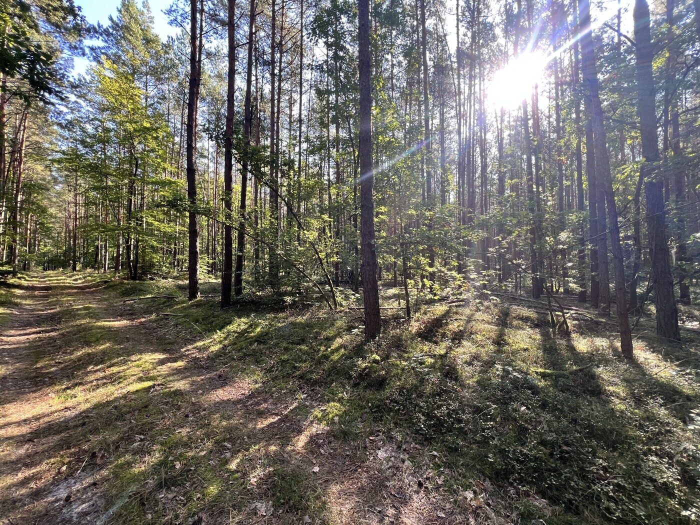Waldweg
