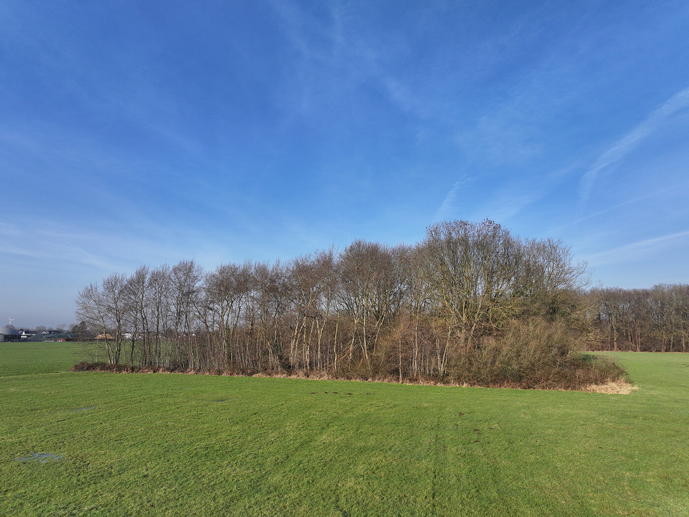 Blick auf den Waldbestand