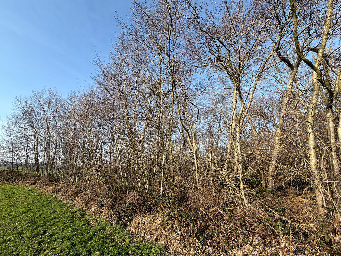 am Rand des Waldbestands