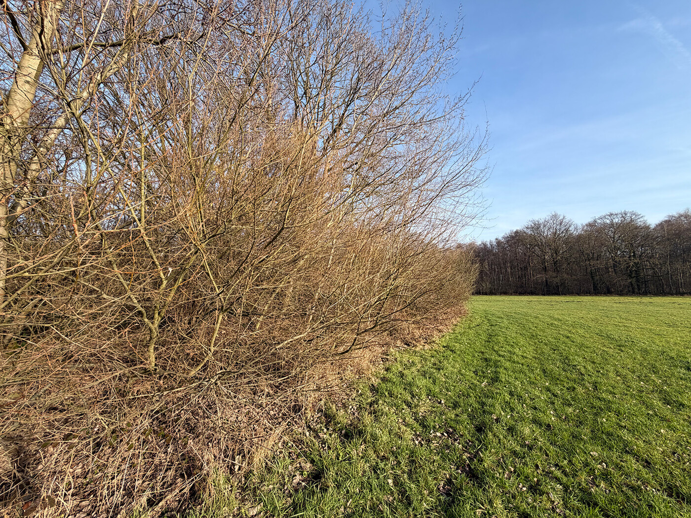 Blick über das Grünland + Wald