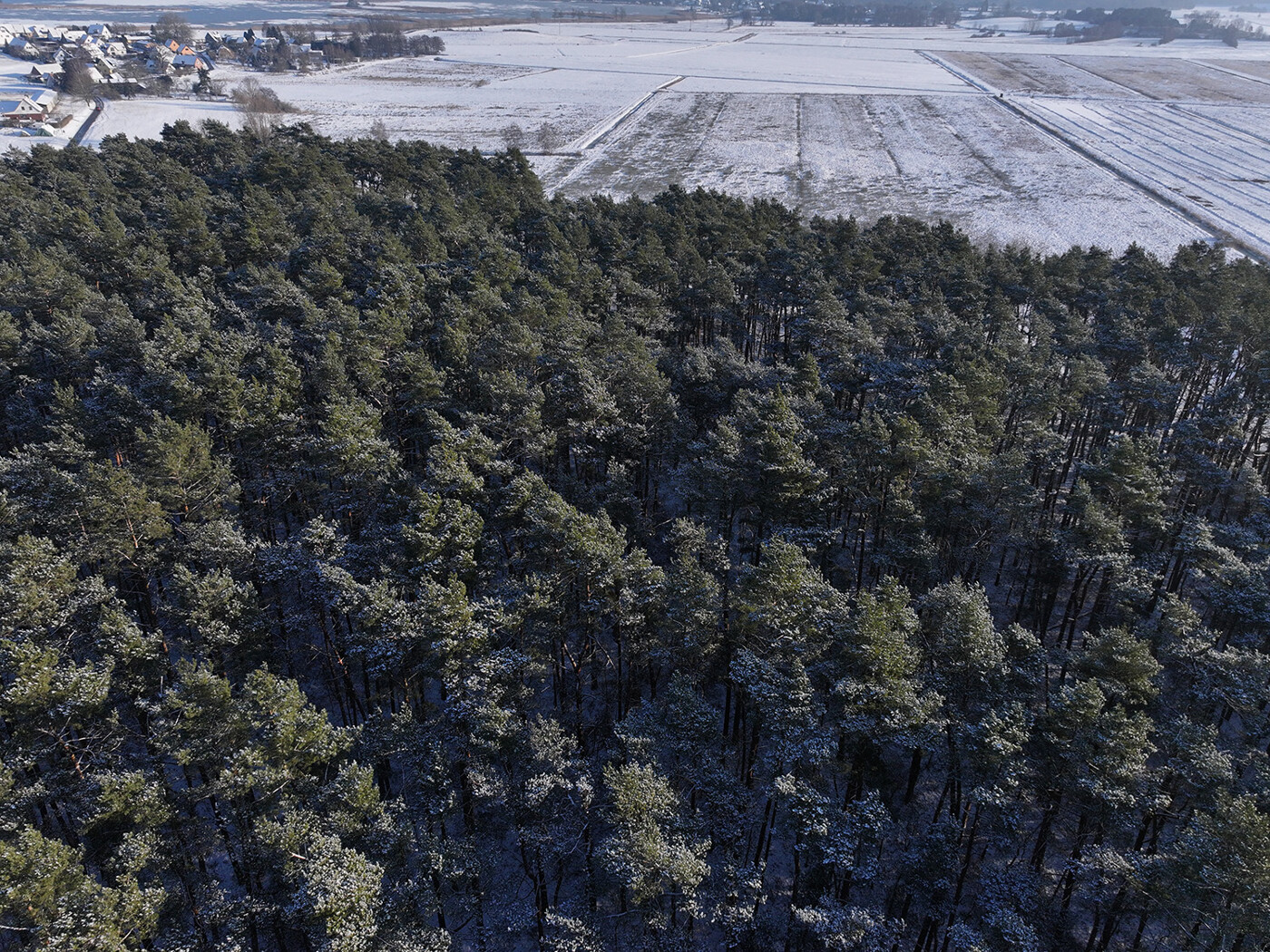 Blick in die Baumkronen