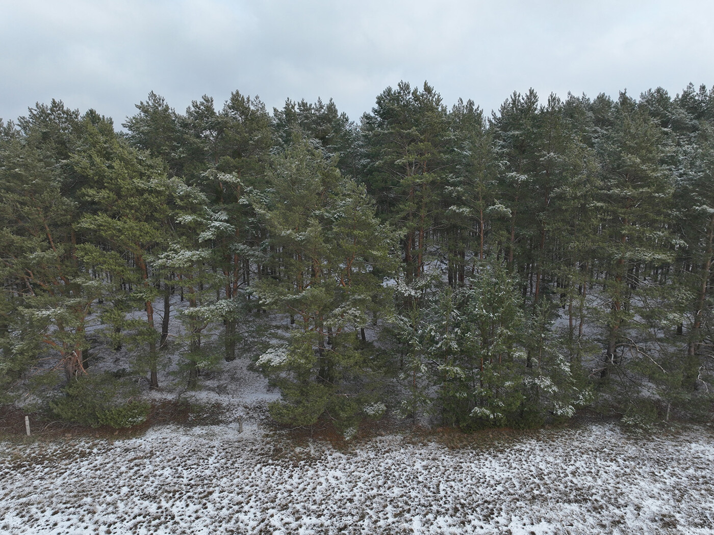 Blick auf den Waldanfang