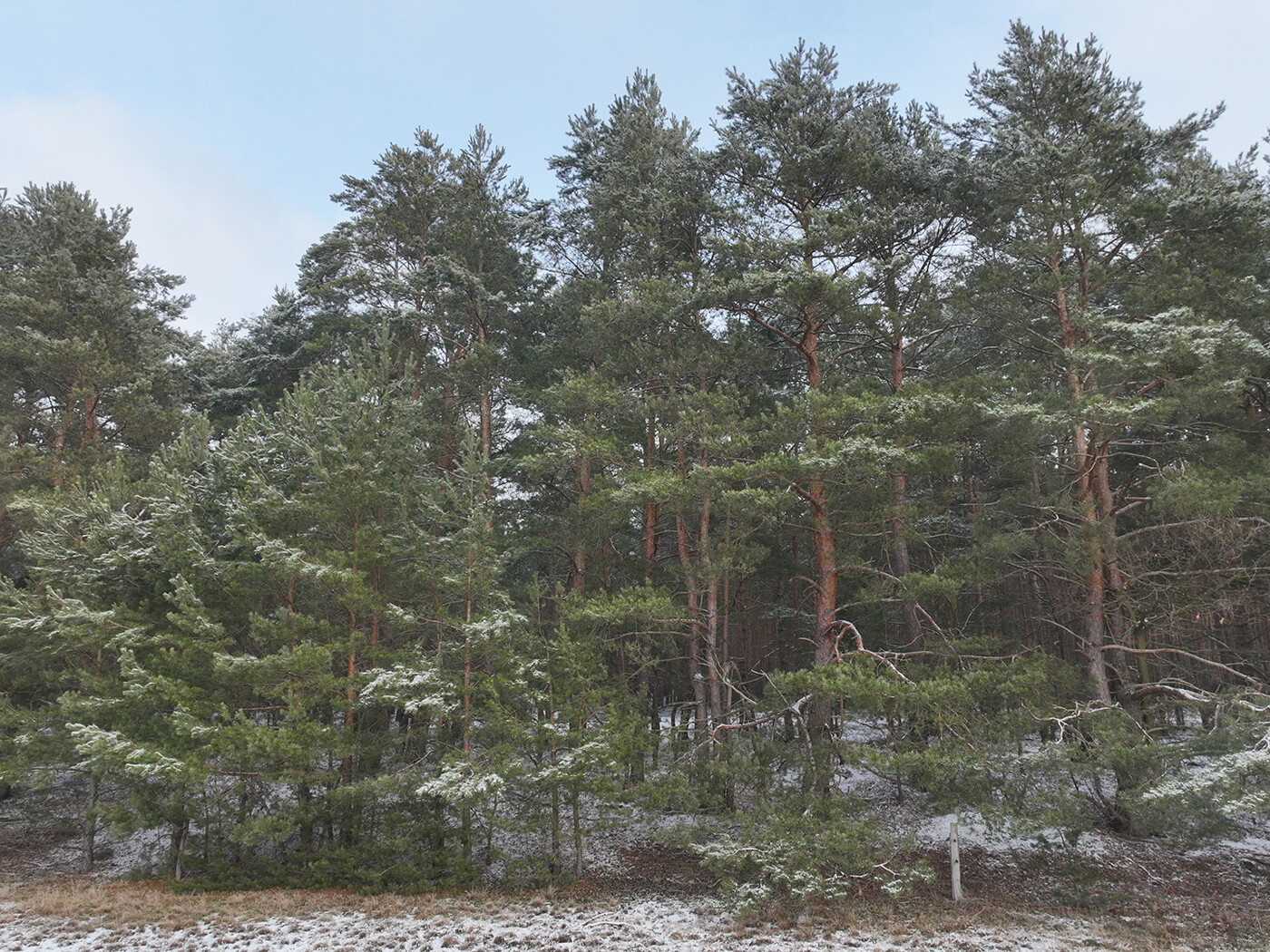 Blick auf die Kiefern