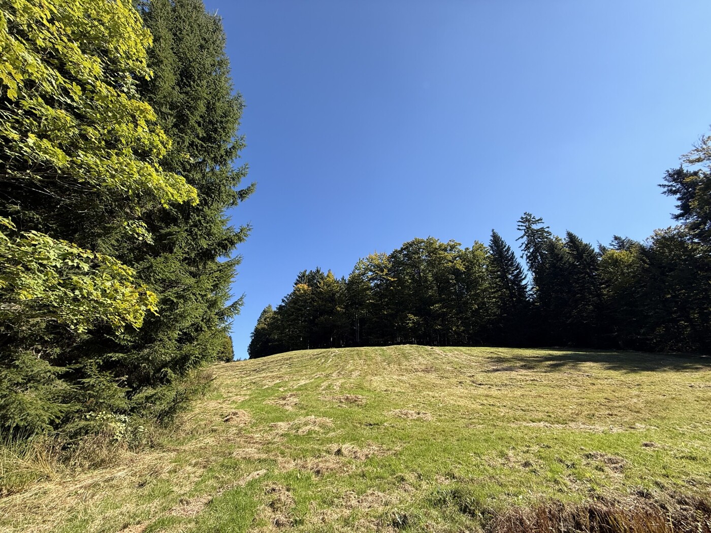 Blick über die Weide