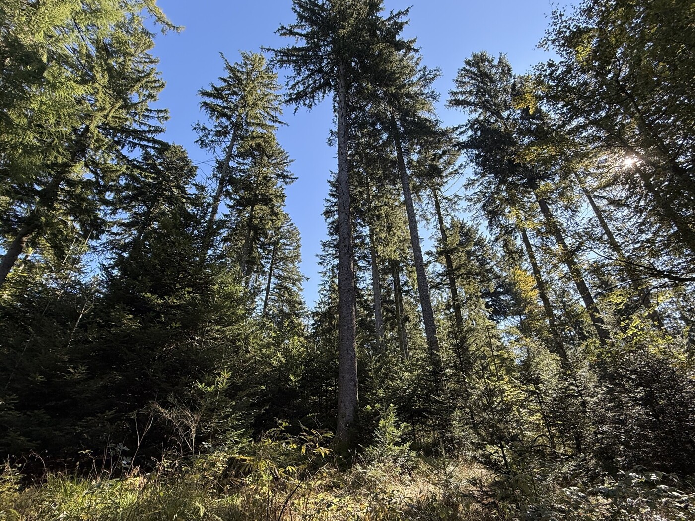 Blick in die Baumkronen