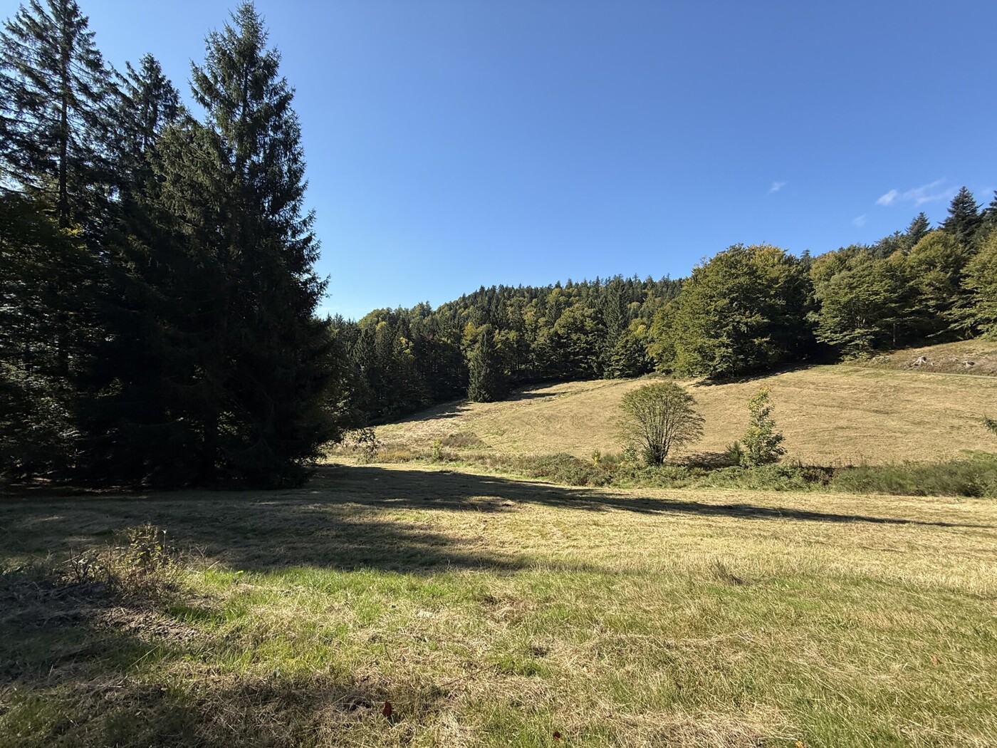 Blick über die Weide