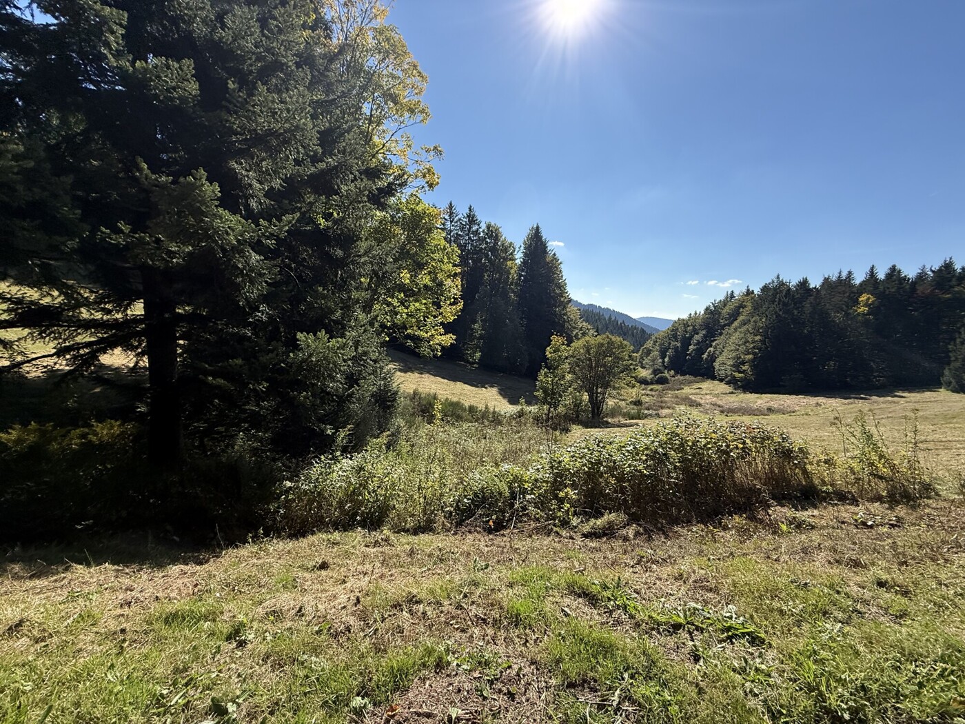 Biick über die Weide