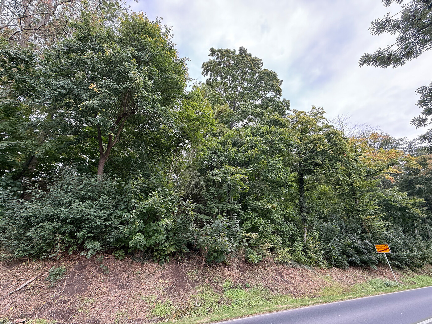 Blick auf den Waldanfang