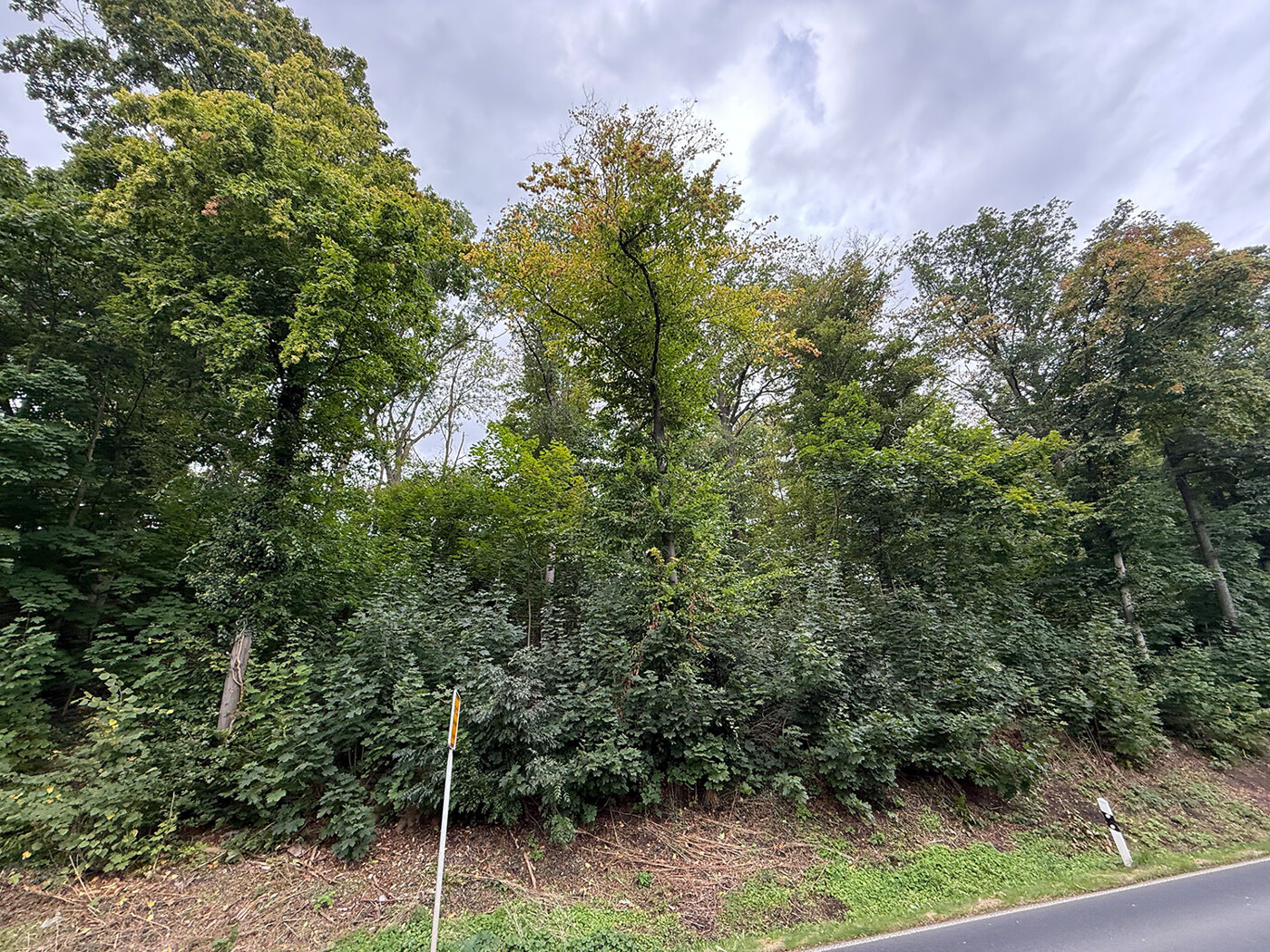 Blick auf den Waldanfang