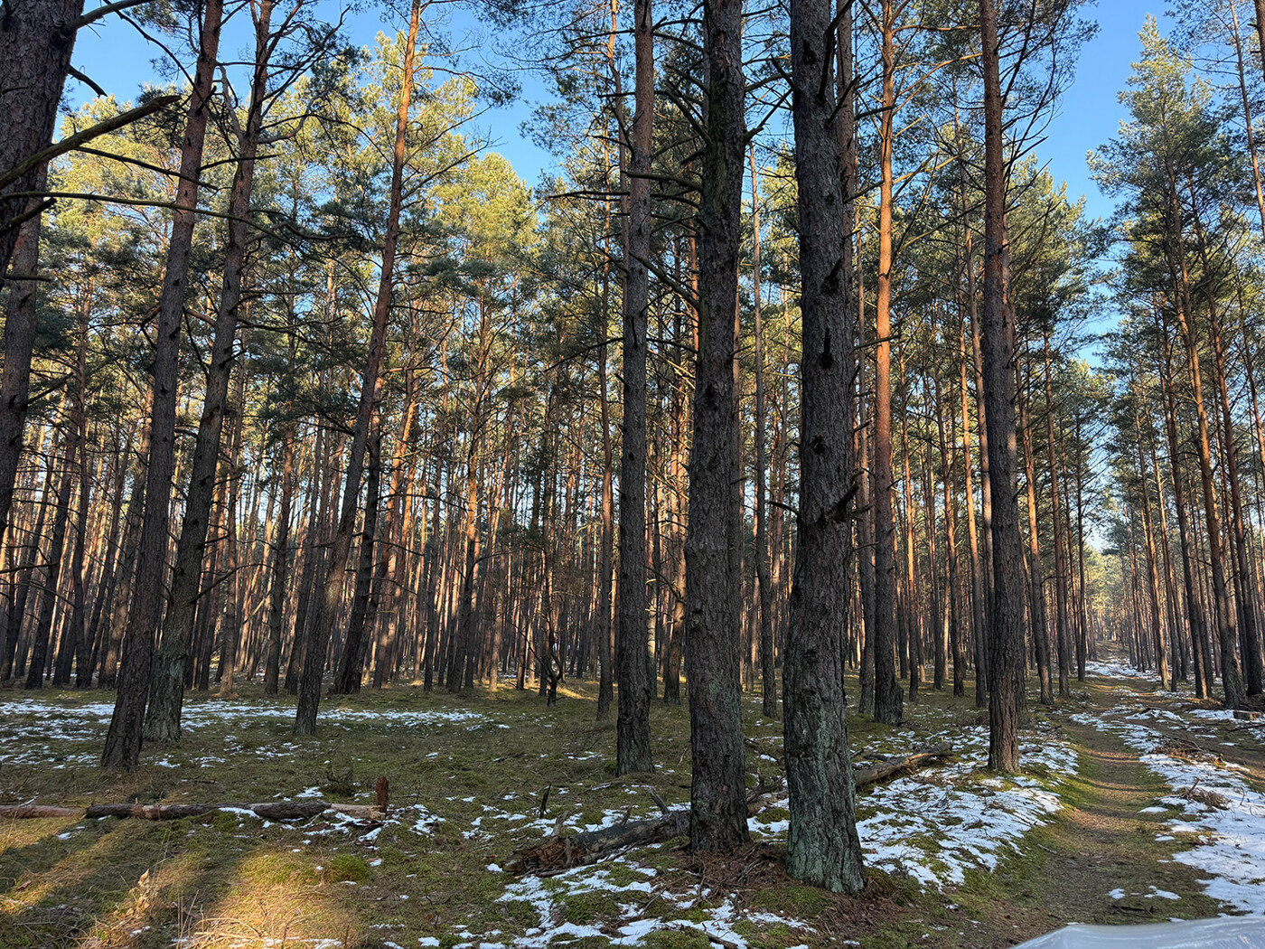 Blick in den Kiefernwald