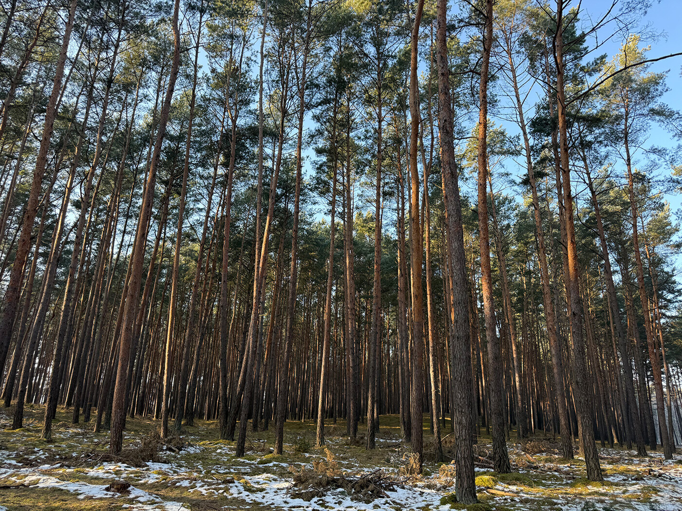 Blick in die Baumkronen