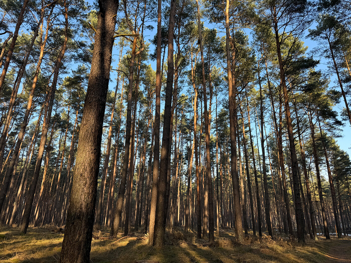 Blick in den Kiefernwald