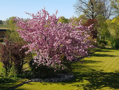 Garten im Frühling