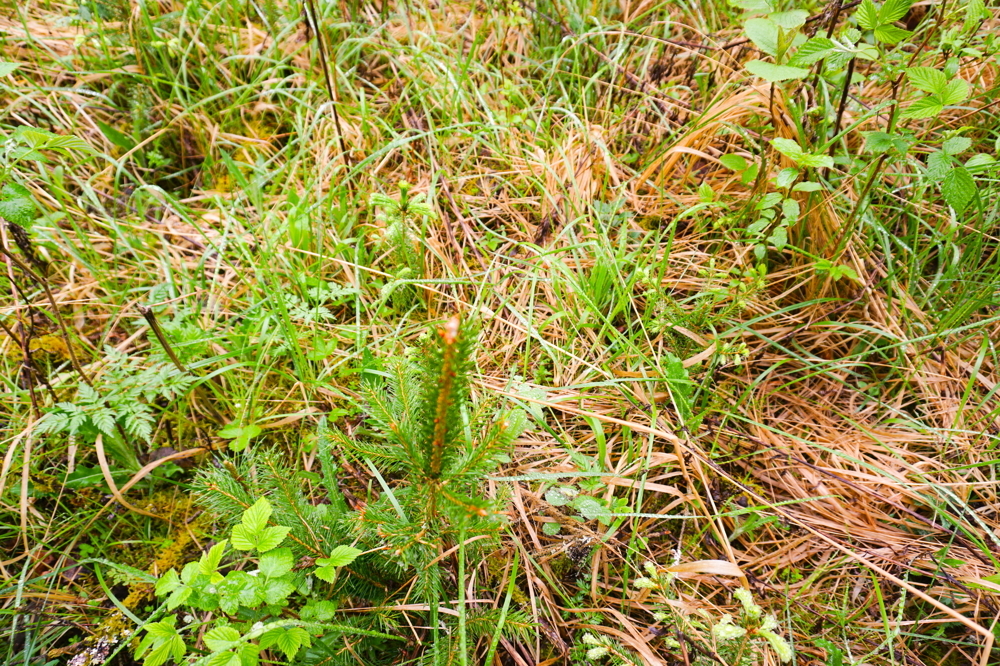 Flurstücke 593, 594, 594/2, 598