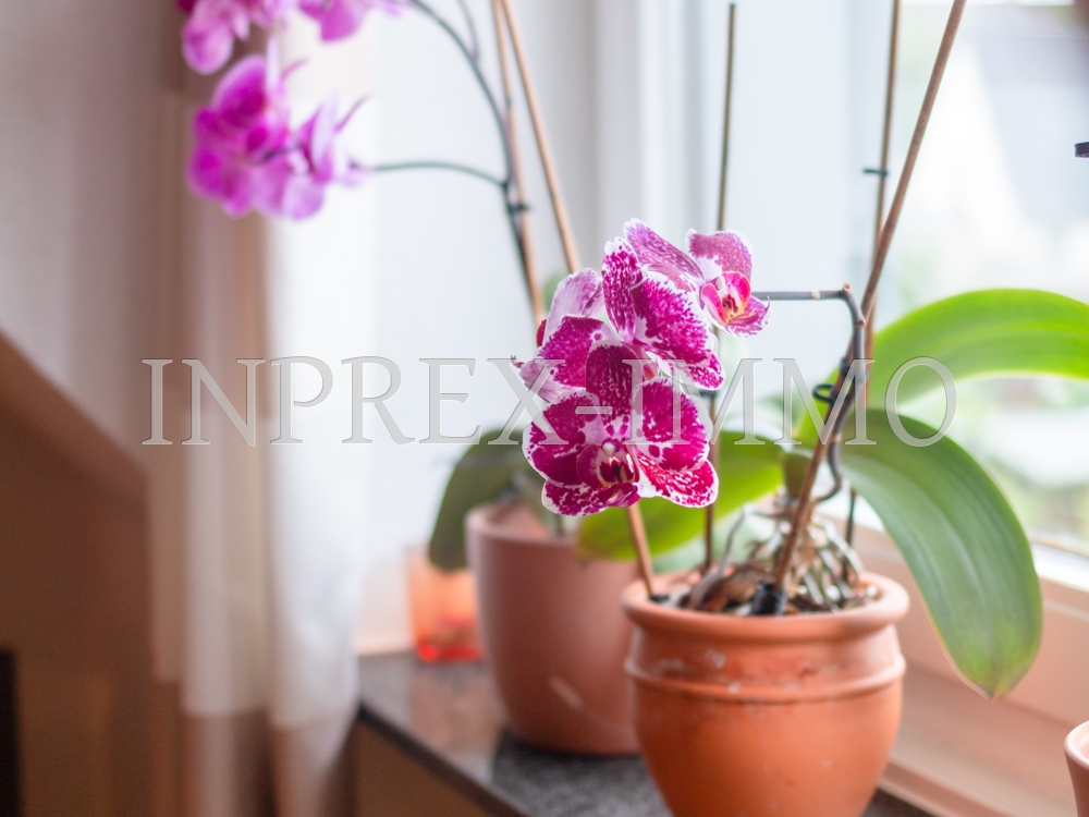2183 Impression 1